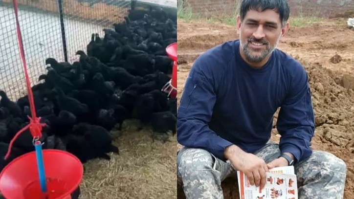 MS Dhoni to enter poultry business; orders 2000 Kadaknath chicks from MP