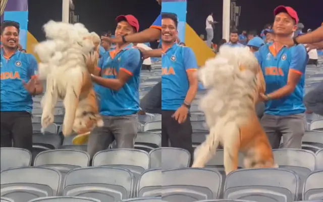 Some fans in India jersey ripping apart the toy Tiger of Bangladeshi super fan | X