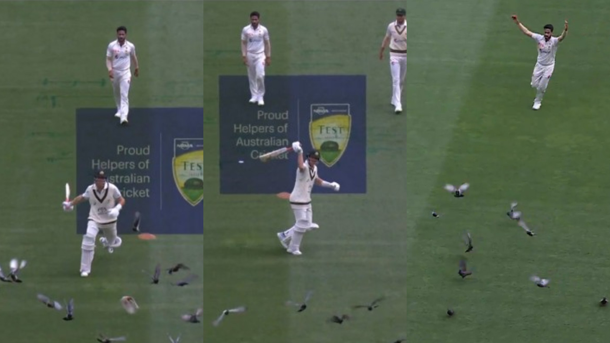 AUS v PAK 2023-24: WATCH- Marnus Labuschagne and Hassan Ali try to chase away pigeons at MCG