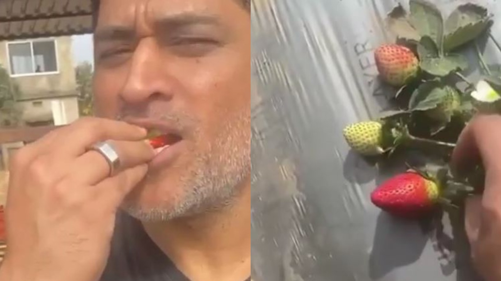WATCH - MS Dhoni eats strawberry from his farm, says 