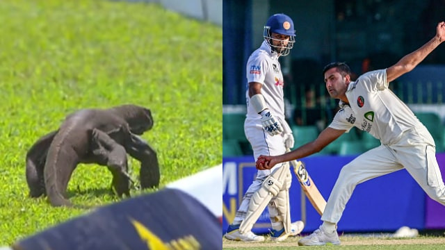 SL v AFG 2024: WATCH- Monitor lizard interrupts play during one-off Test in Colombo