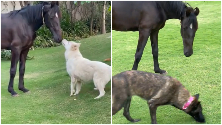 MS Dhoni's pet horse and dog | Instagram