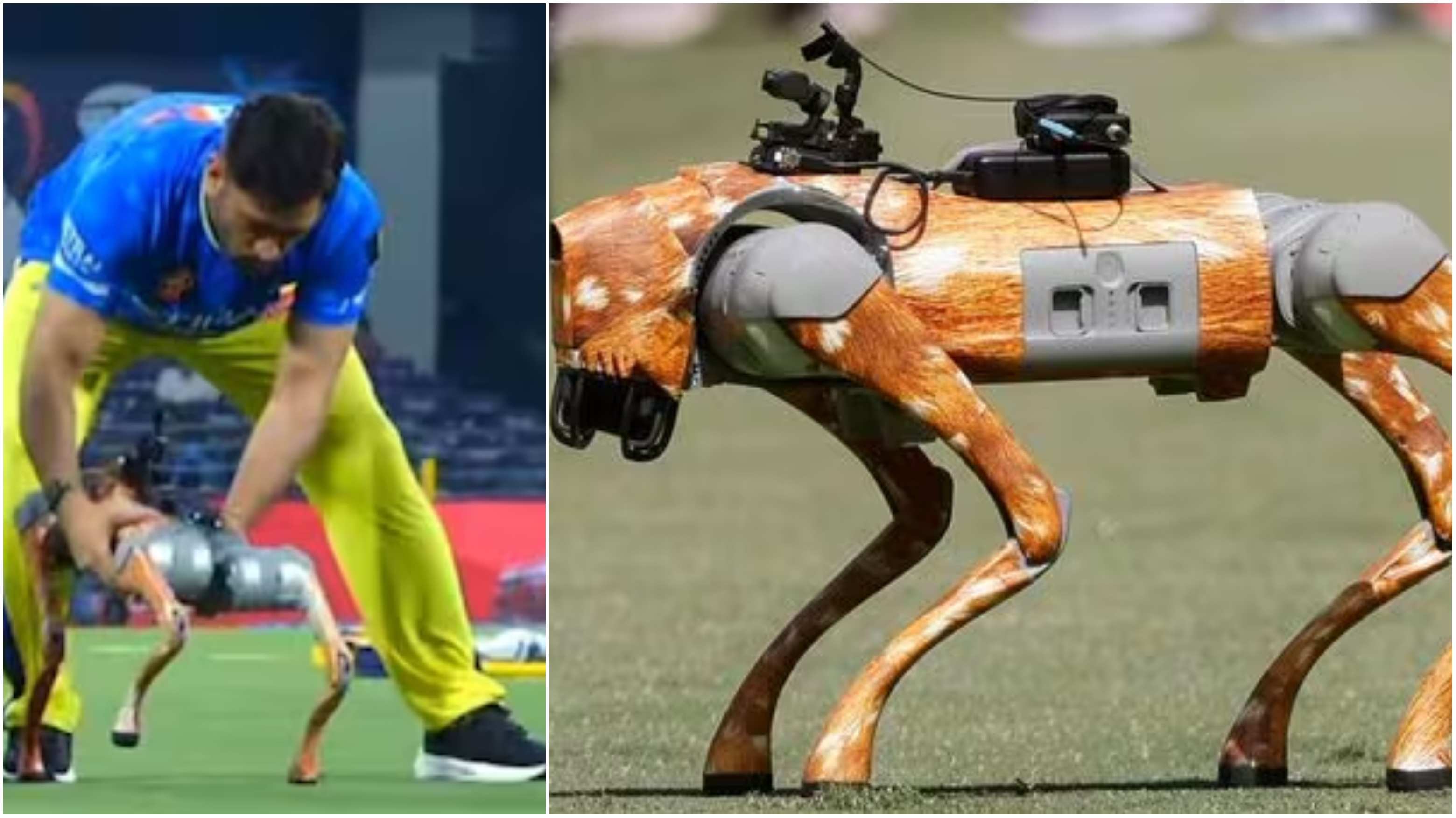 'Champak' - The Robotic IPL dog | X