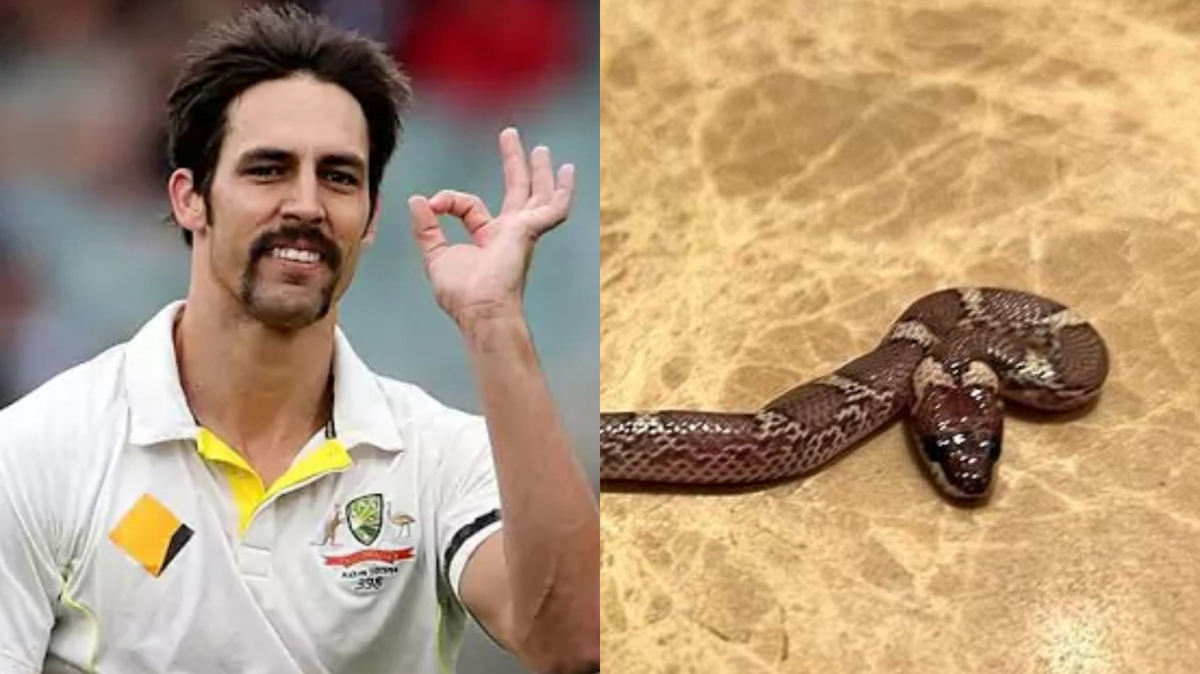 Mitchell Johnson shares photos of a snake in his room in Lucknow hotel