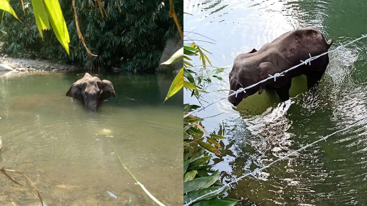 A pregnant elephant came in Palakkad district in search of food | Twitter