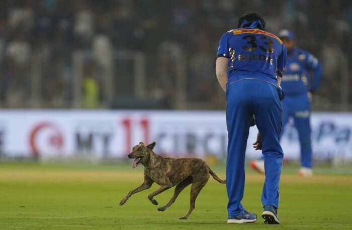 Hardik Pandya trying to lure the dog away from the field | BCCI-IPL