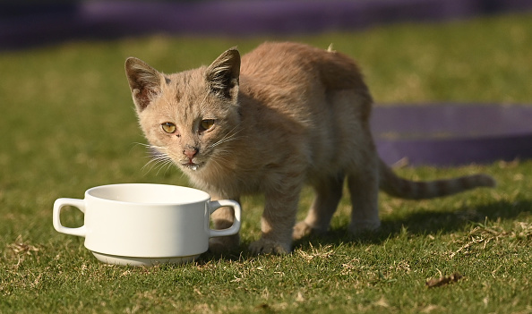Kitten enjoys the milk given to it by Joe Root | Getty Images