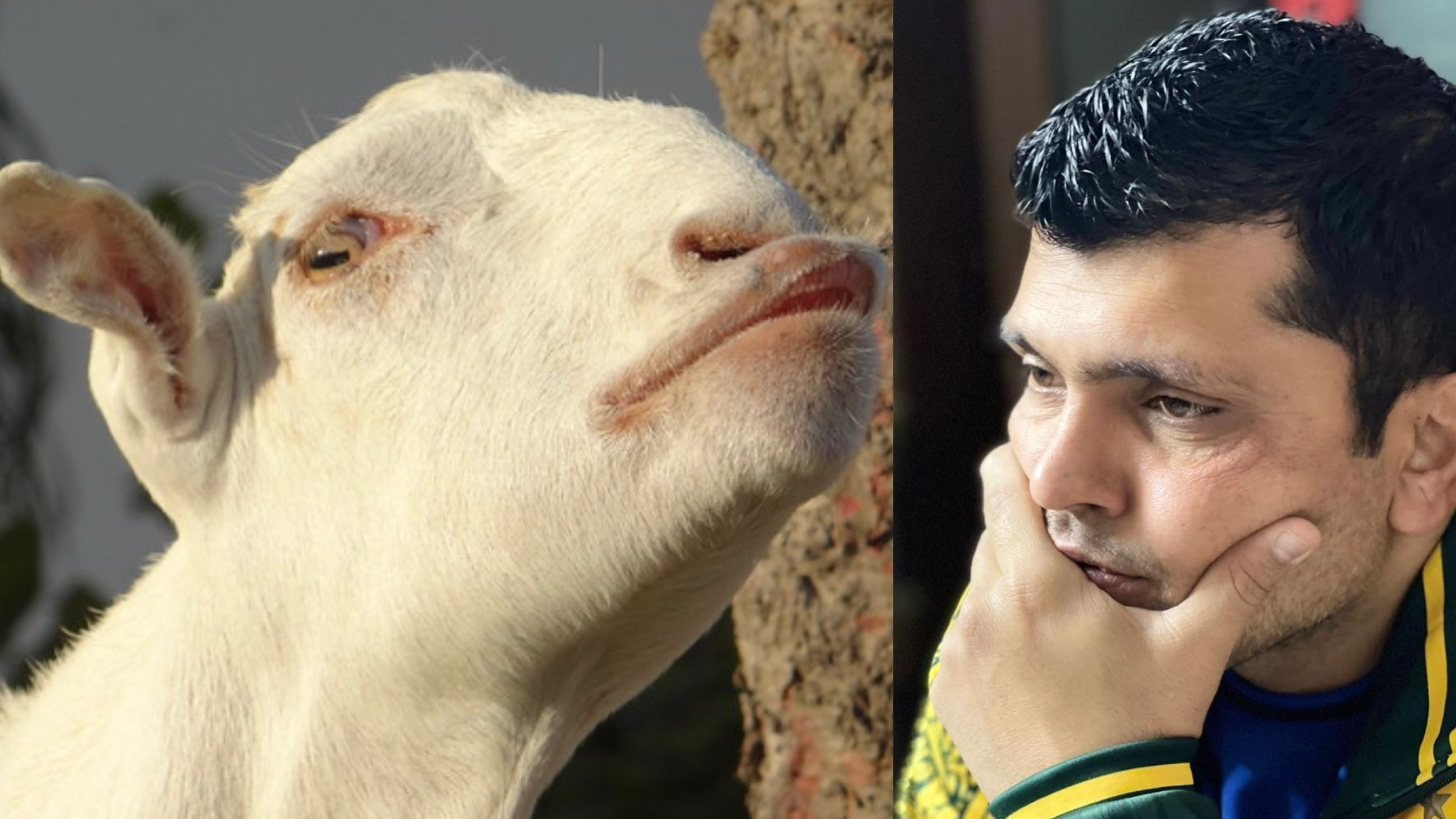 Kamran Akmal's goat worth Rs. 90,000 stolen days before Eid-Al-Adha