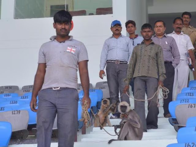 Langurs have been employed by Kanpur stadium to stop monkey menace | X