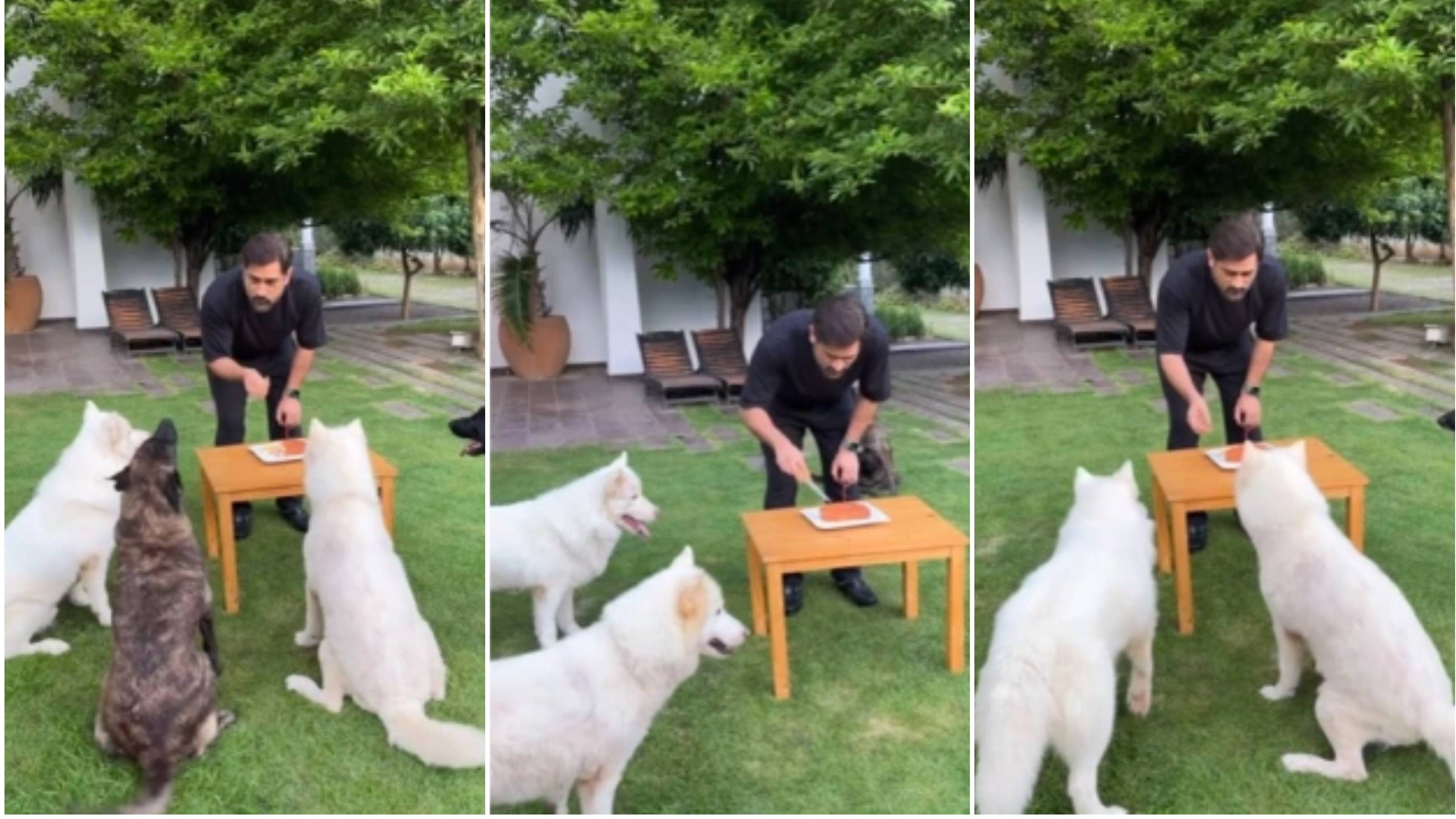 WATCH: MS Dhoni celebrates 42nd birthday with his pet dogs, shares video on social media