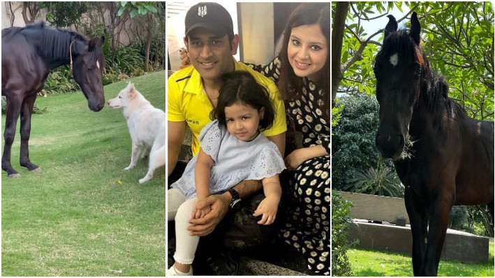 WATCH - MS Dhoni and Sakshi welcome a new pet horse at their farmhouse in Ranchi 