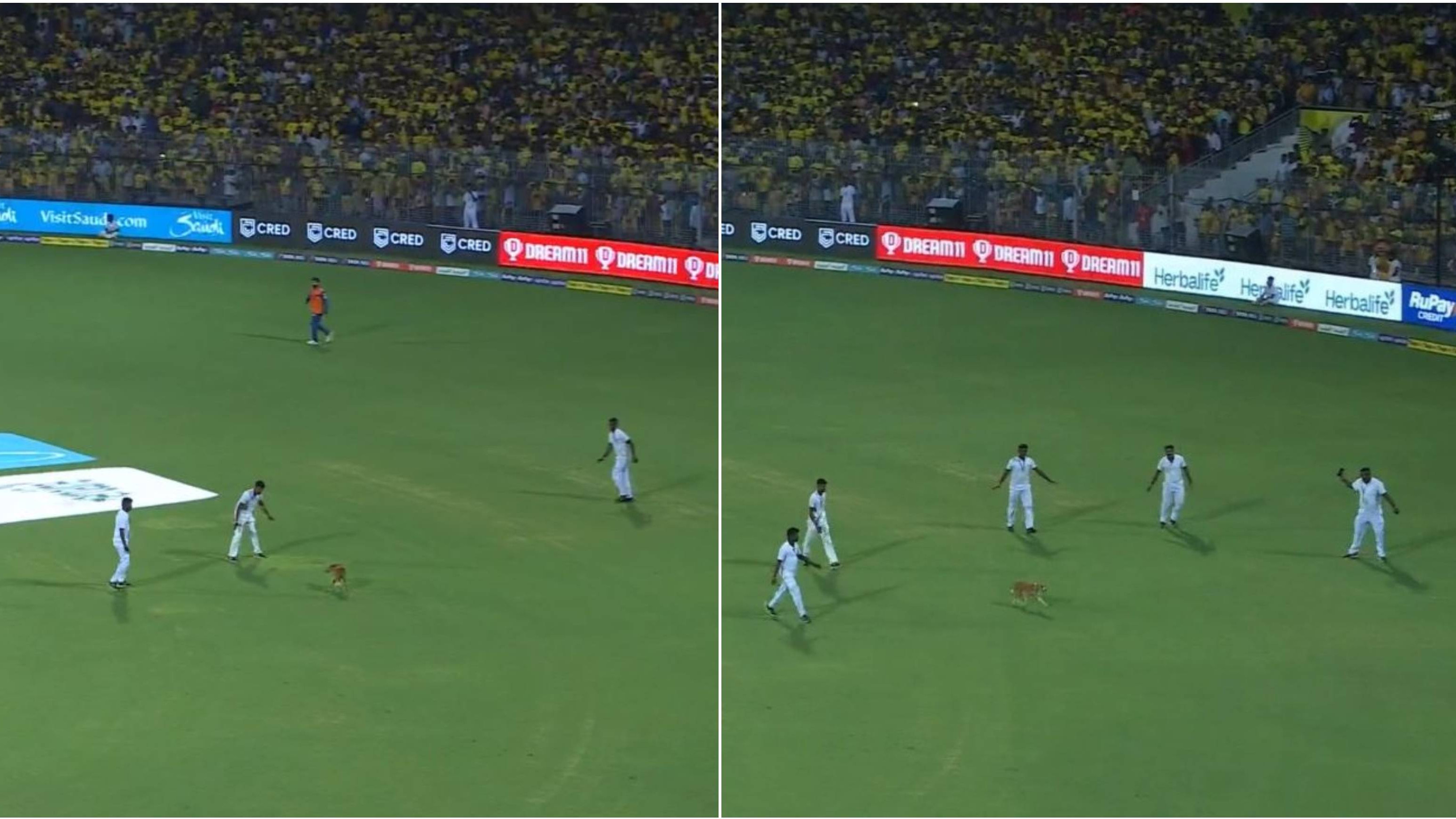 IPL 2023: WATCH – Stray dog delays start of CSK versus LSG match at Chepauk