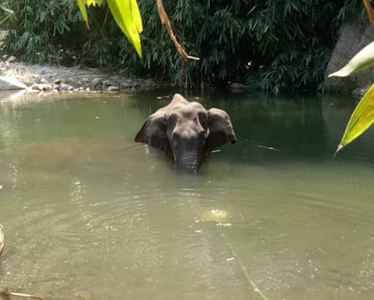 Pregnant Elephant who passed away in Kerala