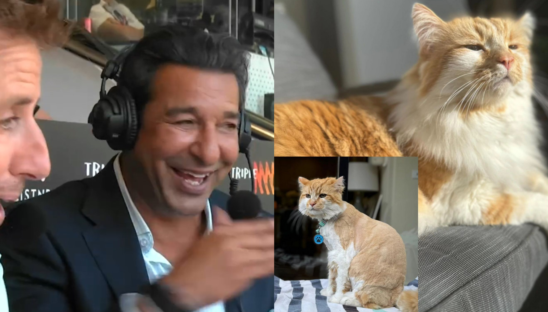 End result of Wasim Akram's cat getting an AUD 1000 hair cut | Instagram