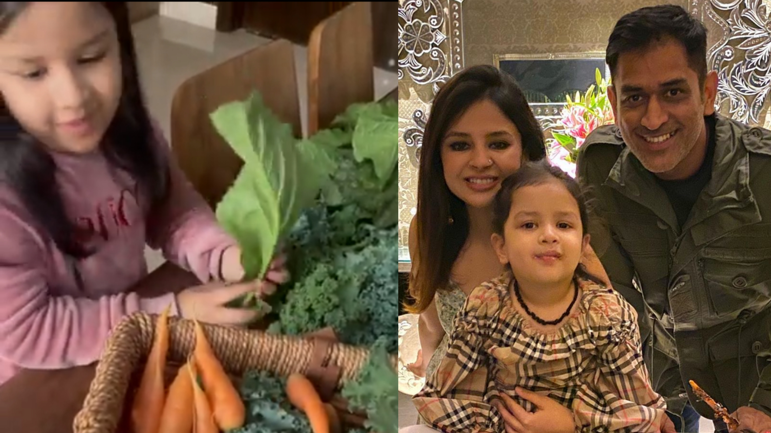 WATCH- MS Dhoni's daughter Ziva picks her favorite vegetable from 'bagaan'