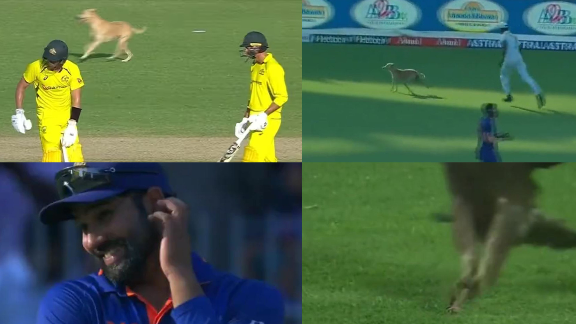 IND v AUS 2023: WATCH- Nature invaded Chennai ODI as dog and kites crash the India-Australia match