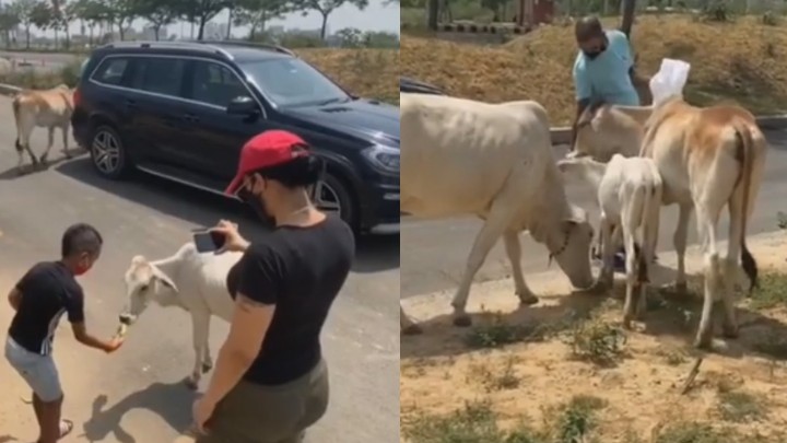 WATCH: Shikhar Dhawan feeds 'hungry stray animals'; teaches his son value of life