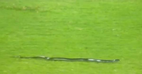 A snake was seen slithering onto the field during the second IND v SA T20I in Guwahati | Twitter