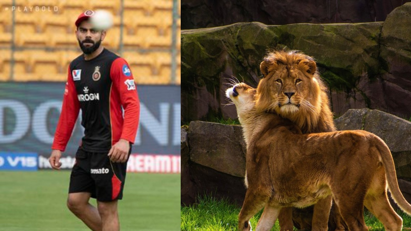 “What have you done to your hair,” CSK exclaim after RCB compares Virat Kohli to a Lion