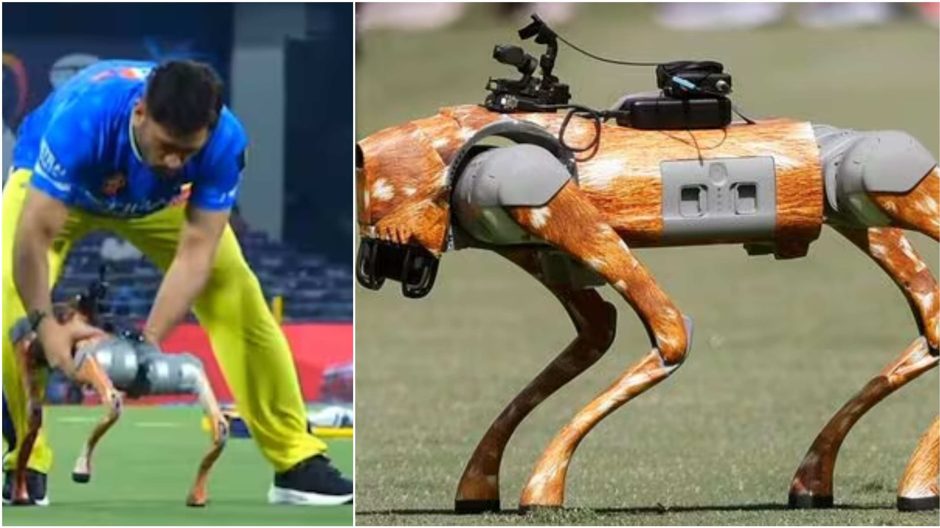 BCCI sued by popular kids magazine over naming AI-powered IPL robotic dog 'Champak'