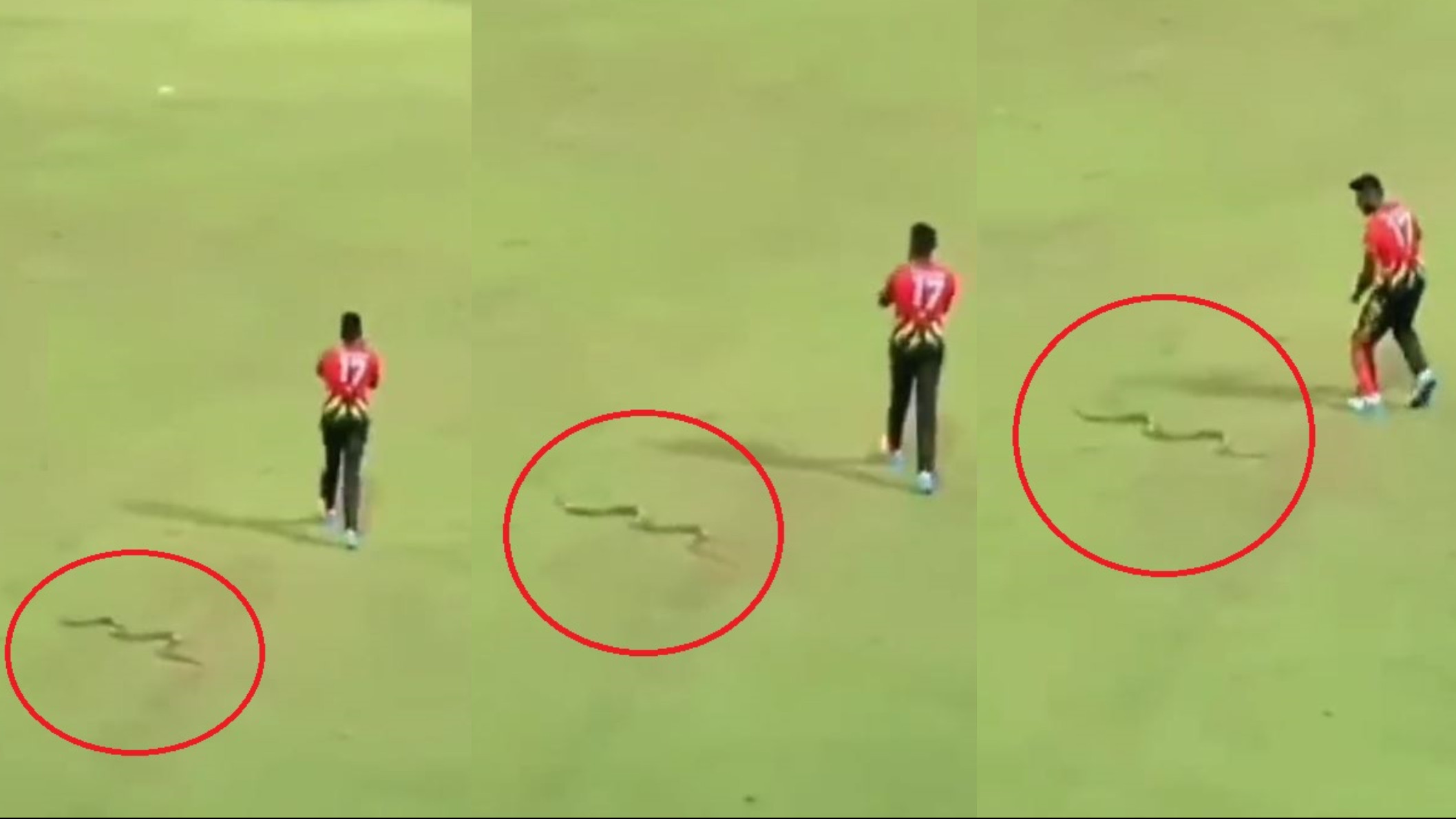 WATCH- Isuru Udana has a narrow escape as a snake slithers past him during LPL 2023 match