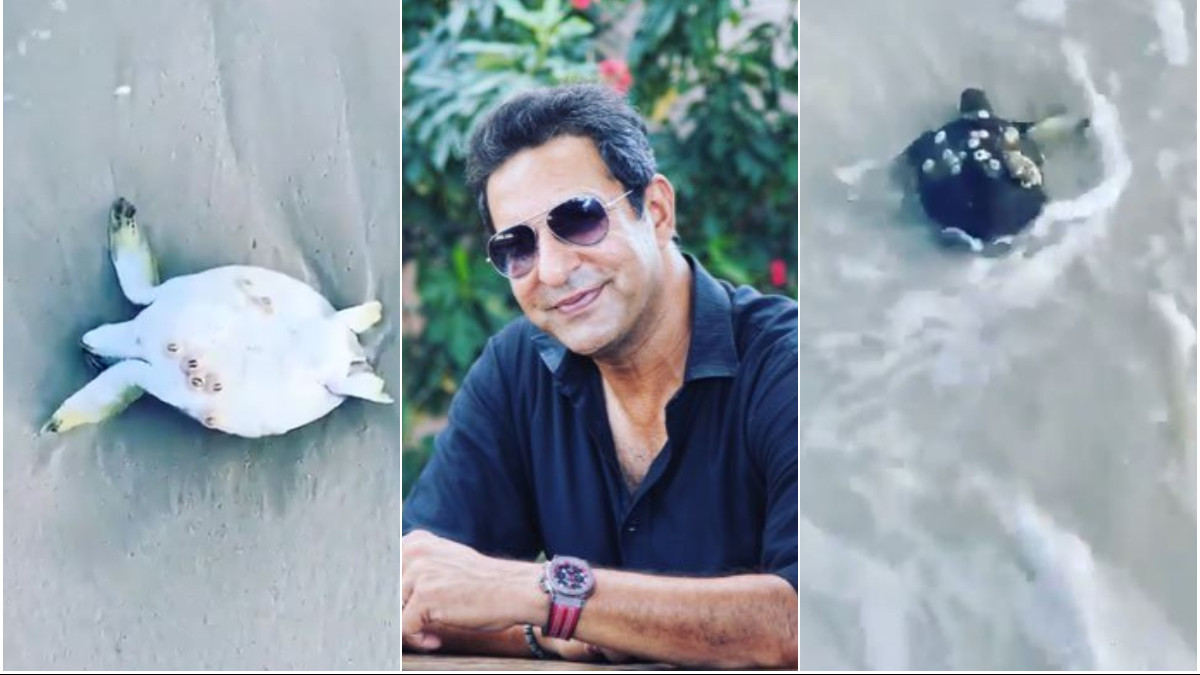 WATCH- Wasim Akram shares video of his 'morning deed of day'; helps a turtle get back in water