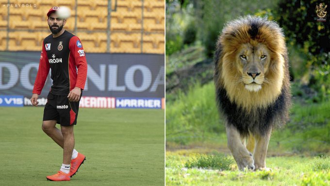 RCB compared their captain Virat Kohli with a Lion