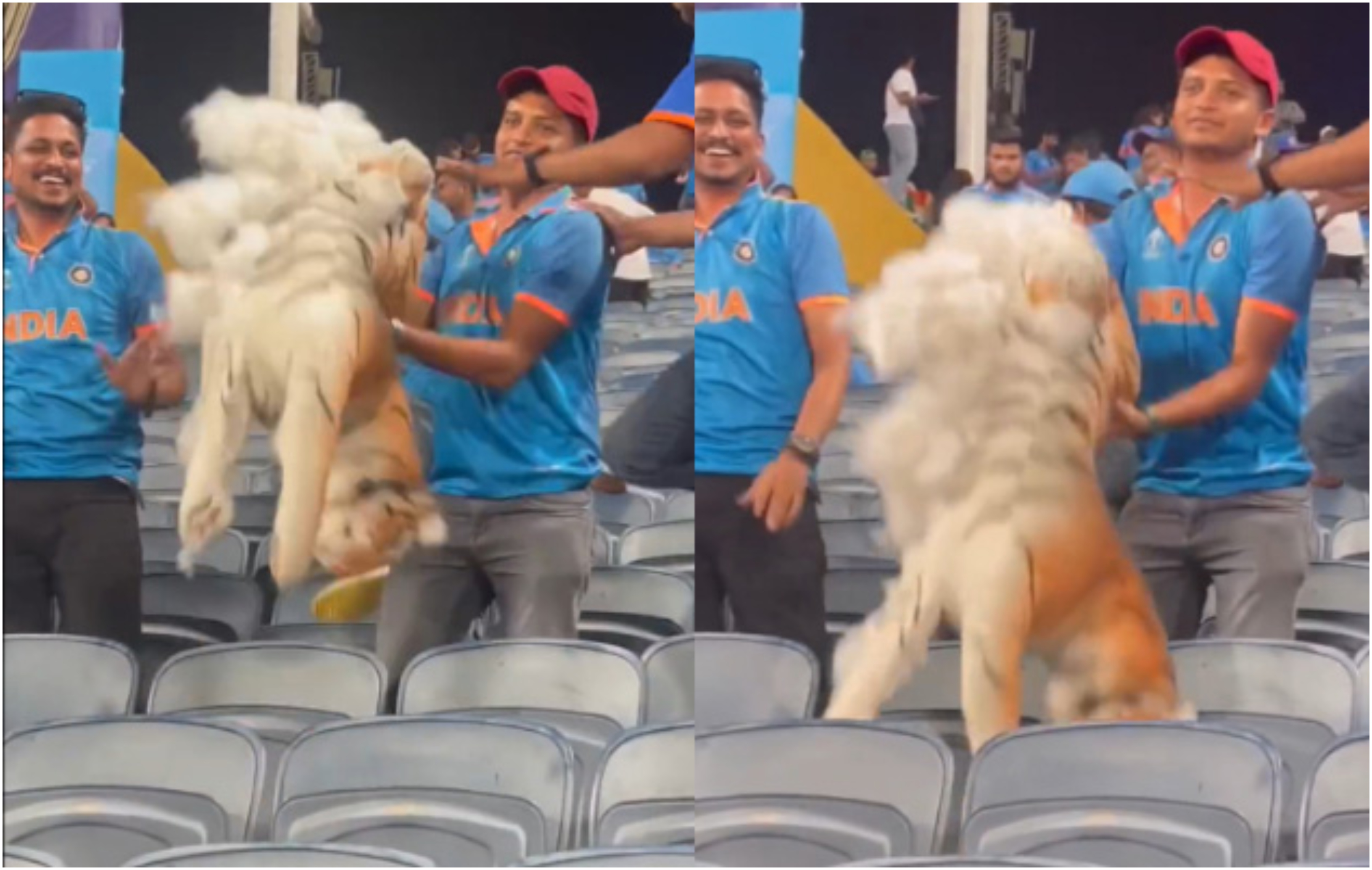 The insensitive fan also tore the Tiger Mascot | Screengrab