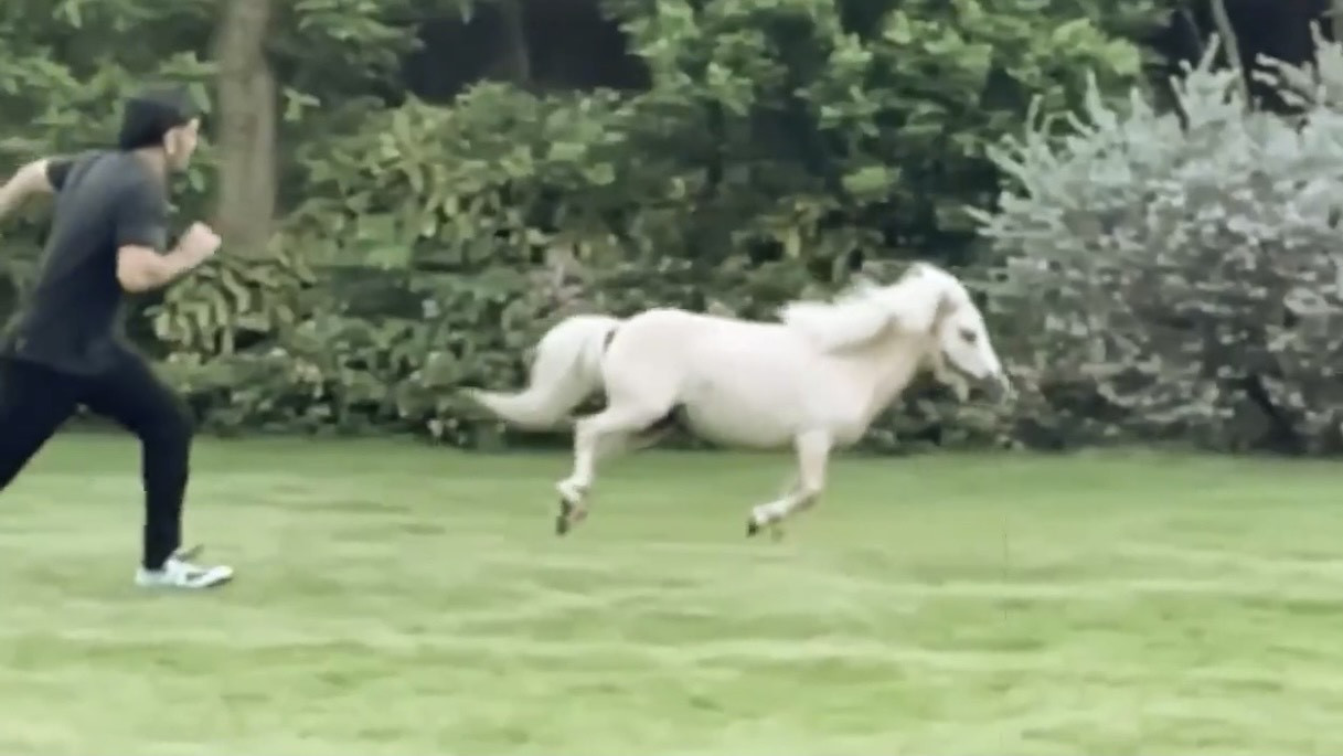 WATCH - MS Dhoni races with Ziva's pony at his Ranchi farmhouse