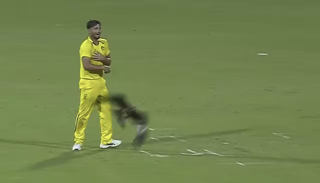 Marcus Stoinis startled by kites during Chennai ODI | Twitter