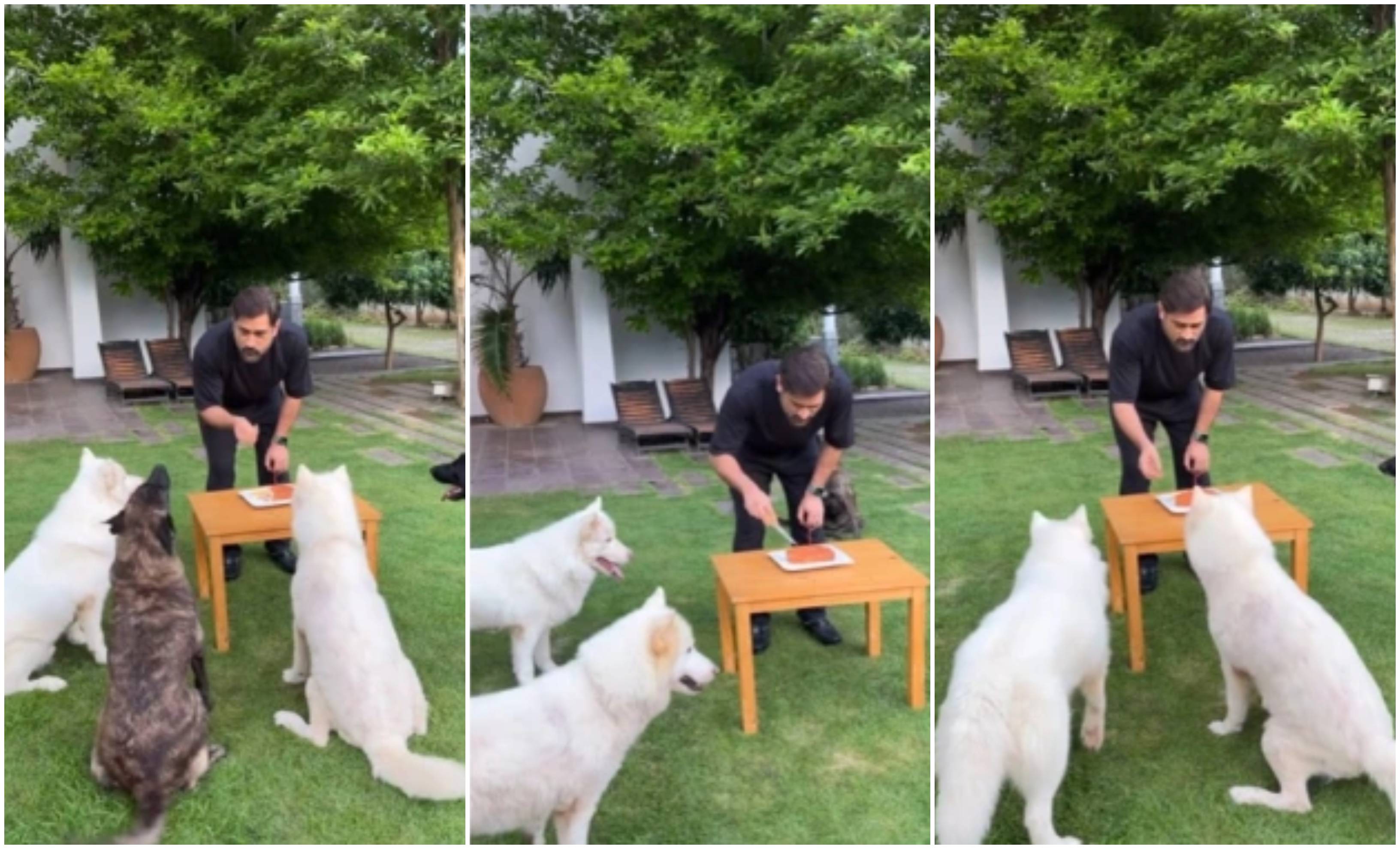 MS Dhoni cut his birthday cake while being surrounded by his pet dogs | Instagram