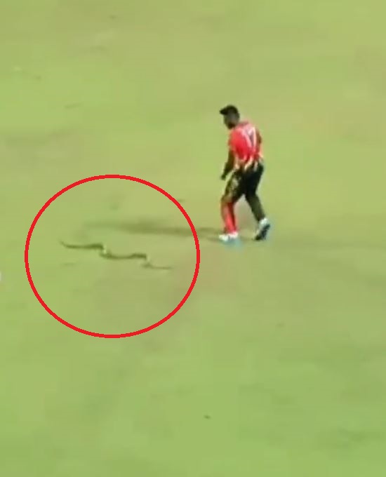 Isuru Udana barely saves himself from a snake on the field | X