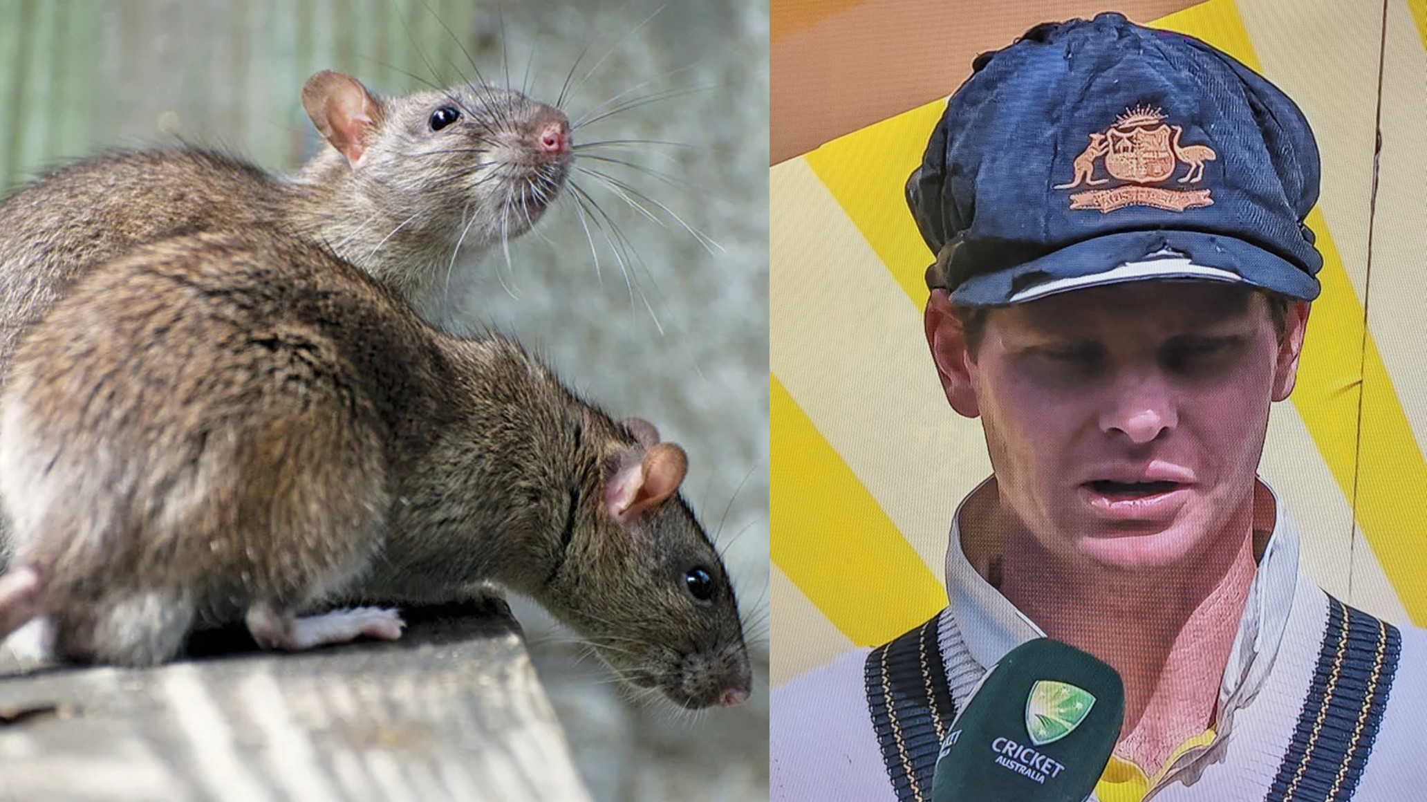 Steve Smith blames rats in Galle dressing room for the ragged condition of his Australian baggy green cap
