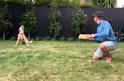 Williamson's dog ended up gobbling up the ball | Screengrab